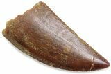 Serrated Raptor Tooth - Real Dinosaur Tooth #376442-1